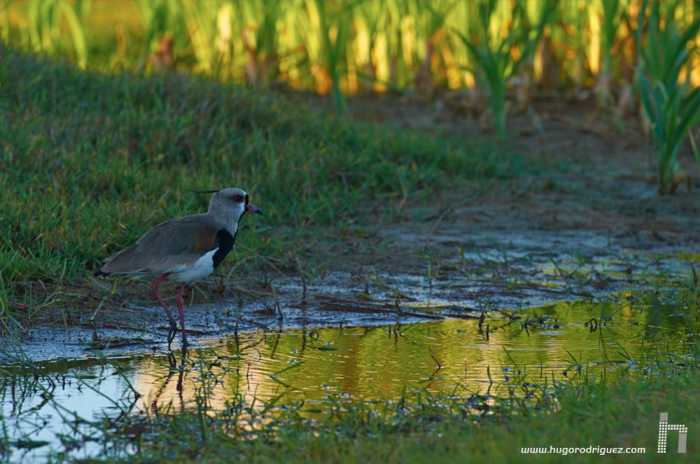 Cabo-Polonio-14-calibrada